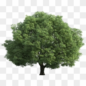 Realistic Clipart Walnut Tree - Big Tree Transparent Background, HD Png Download - tree .png