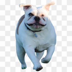 Dog Running Transparent Background, HD Png Download - dog.png