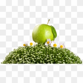 Granny Smith, HD Png Download - green apple png