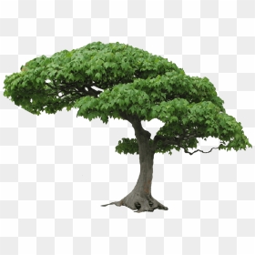 Tree Png High-quality Image - Tree Images Png, Transparent Png - tree .png