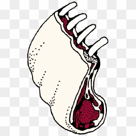 Lamb Rack Clipart, HD Png Download - ribs png
