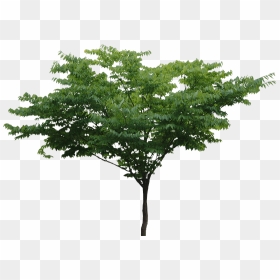 Thumb Image - Tree Png Free, Transparent Png - tree .png