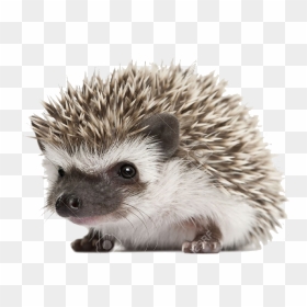 Fox Knows Many Things But The Hedgehog Knows One Big, HD Png Download - hedgehog png
