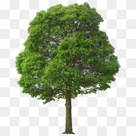 Green Tree Png - Tree Png, Transparent Png - tree .png