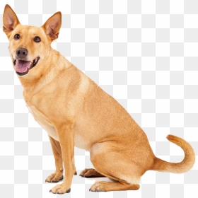 Carolina Dog, HD Png Download - dog.png