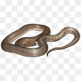 Cobra Png Free Download - Cenaspis Aenigma, Transparent Png - cobra png
