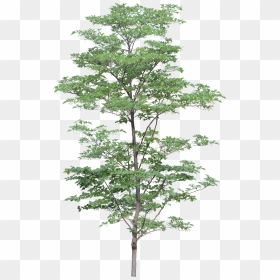 Png Trees For Photoshop Free Download - Transparent Background Png Format Trees Png, Png Download - tree .png