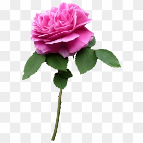 Thumb Image - Rose On A Stem Png, Transparent Png - flower stem png