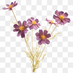 Luxury Purple Blue Cosmos - Angel Wishes Good Morning, HD Png Download - flower stem png