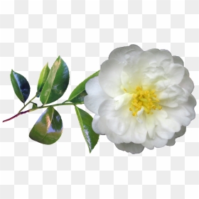Transparent Rose Stem Png - Common Peony, Png Download - flower stem png
