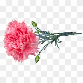 Pink Carnation Png, Transparent Png - flower stem png