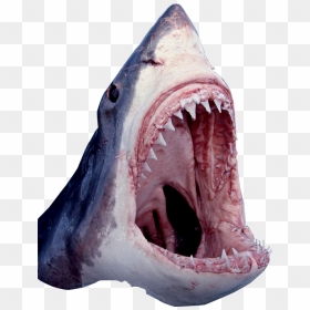 Shark Open Mouth - Great White Shark, HD Png Download - open mouth png
