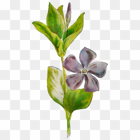 Plants Flowering Leaf Plant Stem Free Hd Image Clipart - Portable Network Graphics, HD Png Download - flower stem png