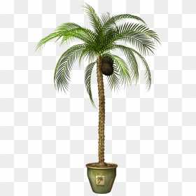Transparent Palm Tree - Coconuts Tree Drawings, HD Png Download - tree .png