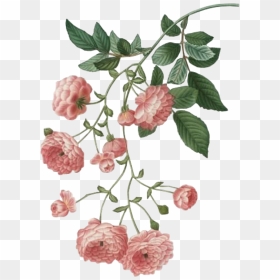 #flower #spring #pink #png #free #overlays #overlay - Overlay Aesthetic Flower Png, Transparent Png - flower stem png