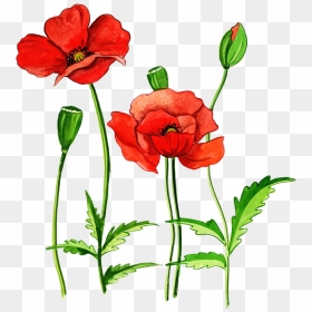 Poppy, HD Png Download - flower stem png