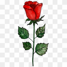 Garden Roses, HD Png Download - flower stem png