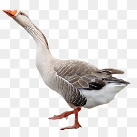 Download Goose Png Images Background - Goose Png, Transparent Png - goose png