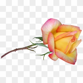 Rose Flower Stem Free Photo - Garden Roses, HD Png Download - flower stem png