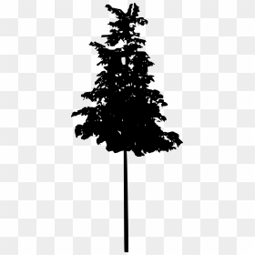 Tree Silhouette 2 - Dark Pine Tree Png, Transparent Png - tree .png