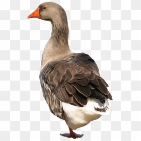 Now You Can Download Goose In Png - Goose Png, Transparent Png - goose png