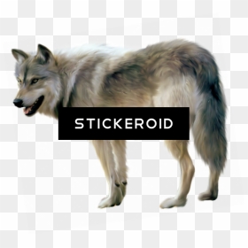 Treasury Of Modern Superstitions And Charms [book] - Transparent Background Wolf Png, Png Download - black wolf png