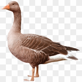 Goose Png Transparent Goose Images - Brown Duck Png, Png Download - goose png