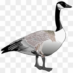 Download For Free Goose Icon - Canadian Goose Clipart, HD Png Download - goose png