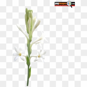 Rajanigandha Flower Image Png - Dendrobium, Transparent Png - flower stem png