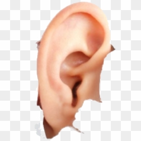 Human Ear Png Image - Does Hyperacusis Look Like, Transparent Png - piercing png
