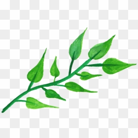 Plant Stem Png - Png Transparent Leaf Watercolor Png, Png Download - flower stem png