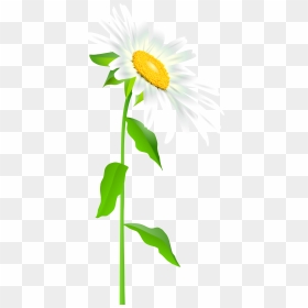 Transparent Daisy Outline Png - Daisy Flower With Stem Transparent, Png Download - flower stem png