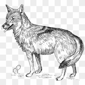 Line Art,wildlife,carnivoran - Coyote Clipart Black And White, HD Png Download - black wolf png