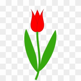 Flower Stem Clipart - Tulip Flower Clip Art, HD Png Download - flower stem png