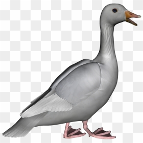 Download Goose Png Photos - Grey Goose Clipart, Transparent Png - goose png