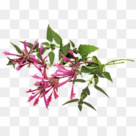 Aniseed, Flower, Herb, Stem, Plant - Flor De Anis Png, Transparent Png - flower stem png