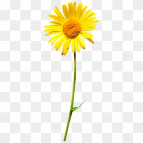 Oxeye Daisy Flower Clip Art - Daisy With Stem Png, Transparent Png - flower stem png