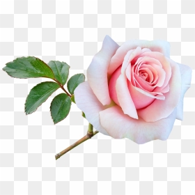 Garden Roses, HD Png Download - flower stem png