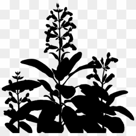 Flowering Leaf Plant Stem Download Free Image Clipart - Plant Silhouette Png, Transparent Png - flower stem png