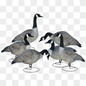 Livecraft™ Full Body Geese - Goose, HD Png Download - goose png