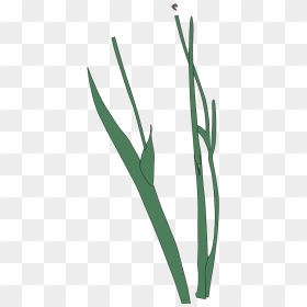 Illustration, HD Png Download - flower stem png