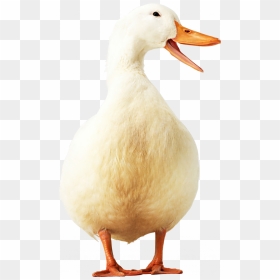 Grab And Download Goose Png In High Resolution - Yellow Duck Png, Transparent Png - goose png