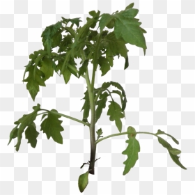 Thumb Image - Tomato Plant Transparent Background, HD Png Download - tomato plant png