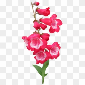 Red Flower Stem Free Photo - Desert Rose, HD Png Download - flower stem png