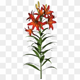 Easter Lily Clipart - Flower Clip Art, HD Png Download - flower stem png