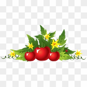 Transparent Tomato Plant Png - Tomato Png, Png Download - tomato plant png