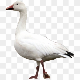 Goose Snow Animal Transparent & Png Clipart Free Download - Snow Goose Png, Png Download - goose png