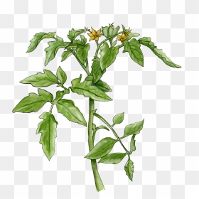 Thumb Image - Transparent Tomato Plant Png, Png Download - tomato plant png