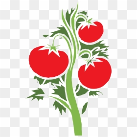 Plant Tomato Huge Fruits - Tomato Plant Clipart, HD Png Download - tomato plant png