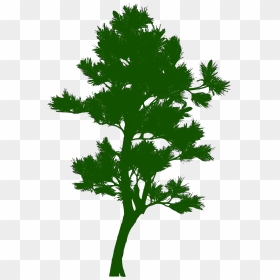Tree Silhouette Pine - Green Tree Silhouette Png, Transparent Png - trees silhouette png